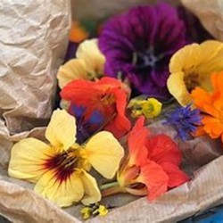 Met de boswachter opzoek naar eetbare bloemen Met de boswachter opzoek naar eetbare bloemen